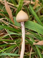 Psilocybe semilanceata