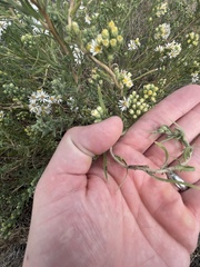 Symphyotrichum falcatum