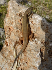Psammodromus algirus