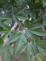 Acer wilsonii