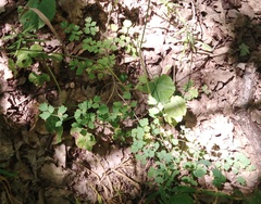 Thalictrum minus