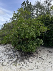 Xylocarpus granatum