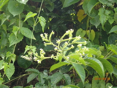 Heliotropium verdcourtii