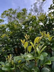 Xylocarpus granatum