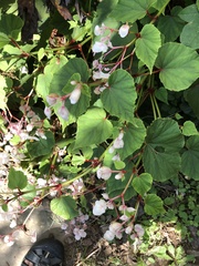 Begonia grandis