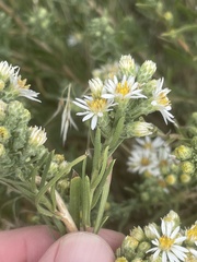 Symphyotrichum falcatum