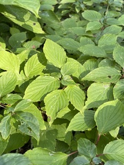 Cornus alternifolia