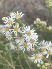 Symphyotrichum falcatum
