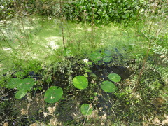 Nymphaea gracilis