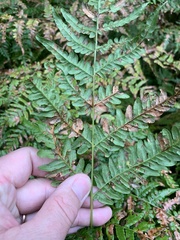 Pteridium