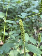 Agastache nepetoides