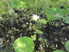 Nymphaea gracilis