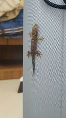 Lepidodactylus lugubris