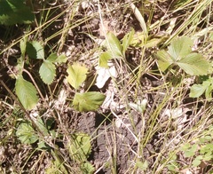 Fragaria moschata