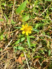 Bidens laevis