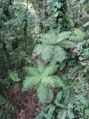Cyatheaceae