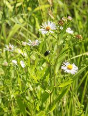 Symphyotrichum lanceolatum