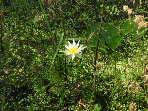 Nymphaea gracilis, photograph 6