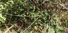 Thalictrum minus