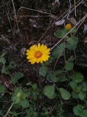 Heterotheca mucronata