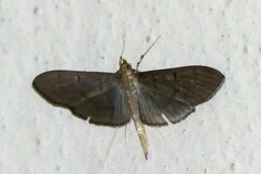 Poliobotys ablactalis