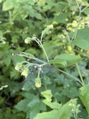 Polymnia canadensis