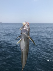 Caulolatilus princeps