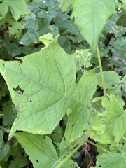 Polymnia canadensis