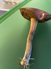 Chalciporus piperatus