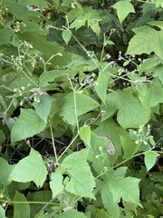 Polymnia canadensis