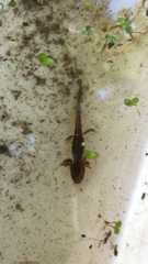 Ambystoma