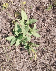 Salvia pratensis