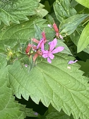 Lythrum salicaria