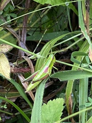 Euthystira brachyptera