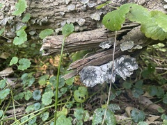 Kretzschmaria deusta