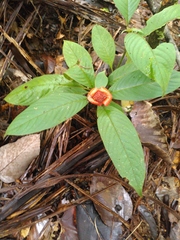 Palicourea tomentosa