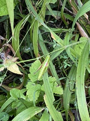 Euthystira brachyptera
