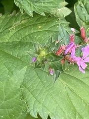 Lythrum salicaria