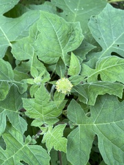 Polymnia canadensis