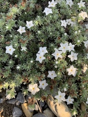 Euploca confertifolia