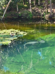 Trichechus manatus