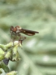 Holcocephala