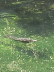 Trichechus manatus