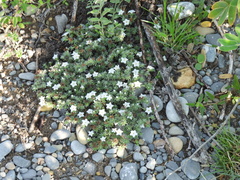 Euploca confertifolia