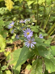 Symphyotrichum shortii