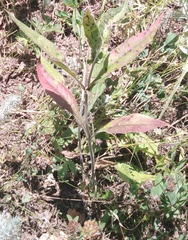 Knautia arvensis