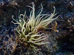 Anemonia viridis