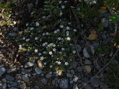 Euploca confertifolia