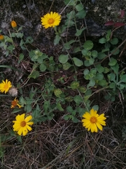 Heterotheca mucronata