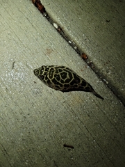 Sphoeroides testudineus